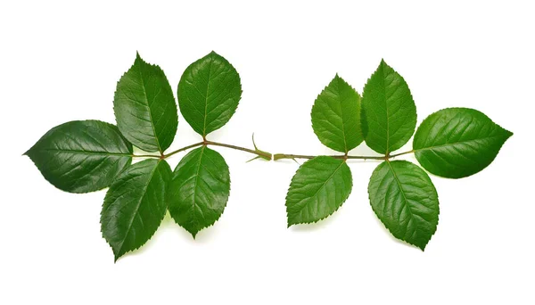 Rama Una Rosa Con Hoja Aislada Sobre Fondo Blanco Piso —  Fotos de Stock