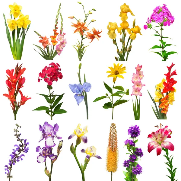 Kollektion Sommar Blommor Bukett Lilja Tusensköna Eremurus Gladiolus Klocka Iris — Stockfoto