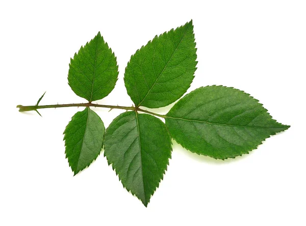 배경에 잎장미의 — 스톡 사진