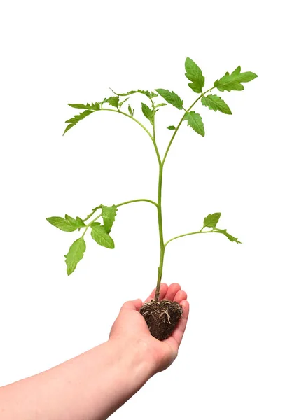 Tomato Seedling Ground Roots Hands Isolated White Background — Stock Photo, Image