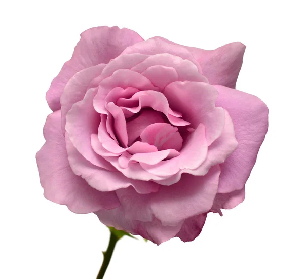 Elegante Rosa Púrpura Aislada Sobre Fondo Blanco Hermosa Flor Cabeza — Foto de Stock