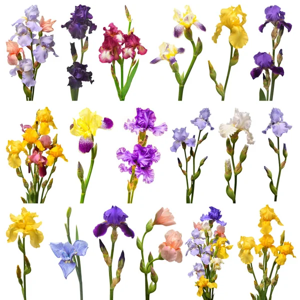 Colección Flores Iris Ramo Multicolor Aislado Sobre Fondo Blanco Verano —  Fotos de Stock