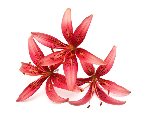 Elegant Beautiful Creative Floral Composition Collection Pink Lily Flowers Isolated — Stock Photo, Image