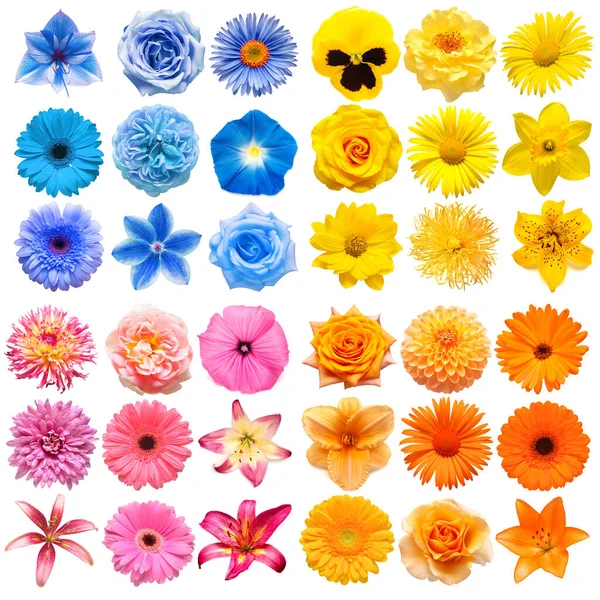 Big Collection Various Head Flowers Yellow Pink Blue Orange Isolated — Stock Photo, Image