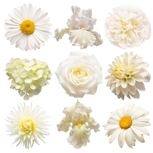 Sammlung Schöner Kopf Weiße Blüten Von Iris Hortensie Dahlie Rose — Stockfoto