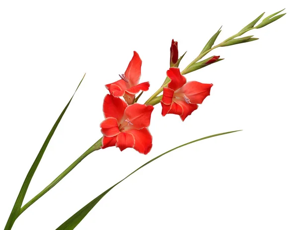 Rama Una Flor Roja Gladiolo Aislada Sobre Fondo Blanco Primavera — Foto de Stock