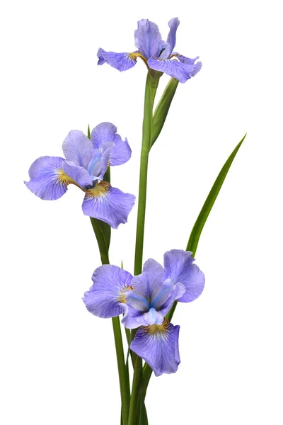 Iris Flowers Bouquet Blue Isolated White Background Summer Spring Flat — Stock Photo, Image