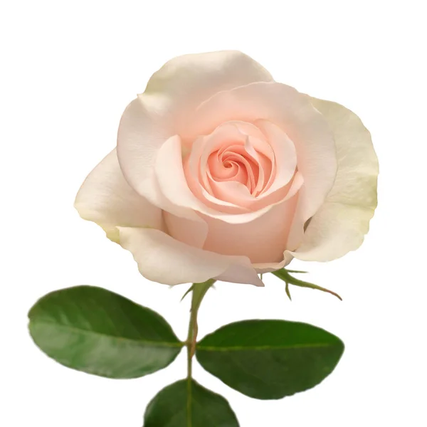 Elegante Rosa Isolata Fondo Bianco Bellissimo Fiore Della Testa Primavera — Foto Stock