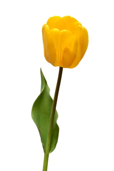Bunga Tulip Kuning Diisolasi Pada Latar Belakang Putih Masih Hidup — Stok Foto
