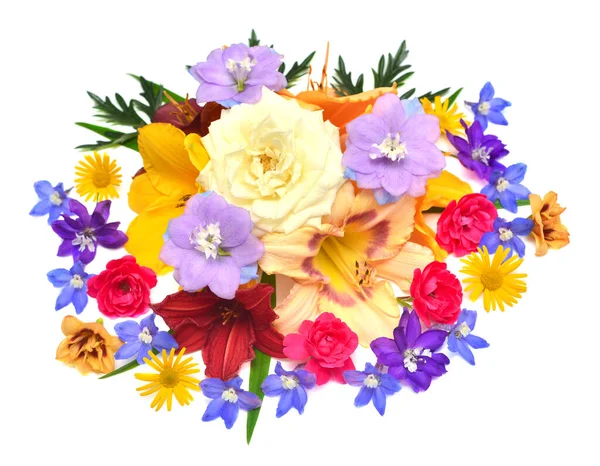 Kokoelma Kukkia Delphinium Ruusu Päivänkakkara Hemerocallis Eristetty Valkoisella Pohjalla Tyylikäs — kuvapankkivalokuva