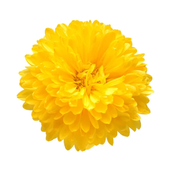 Flor Cabeza Crisantemo Amarillo Aislada Sobre Fondo Blanco Concepto Creativo —  Fotos de Stock