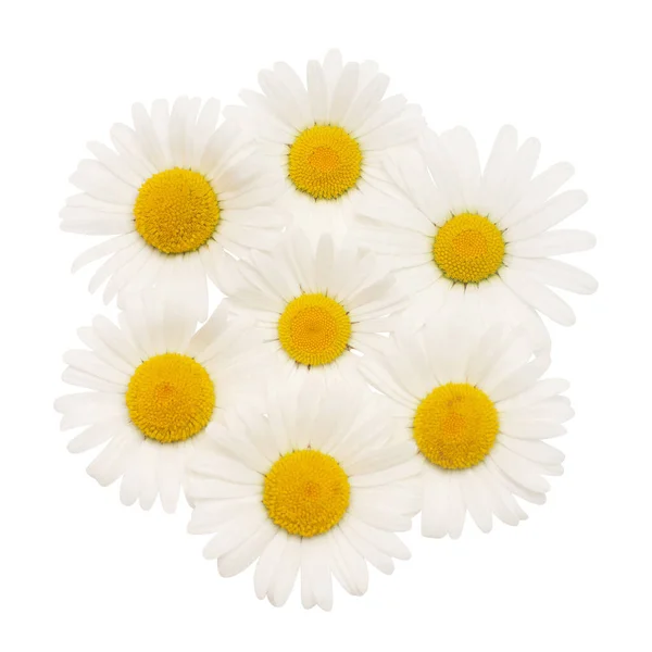 Collection White Daisy Flower Isolated White Background Flat Lay Top — Stock Photo, Image