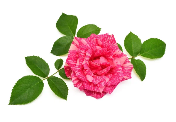 Rosa Rose Blume Mit Blatt Isoliert Auf Weißem Hintergrund Hochzeitskarte — Stockfoto
