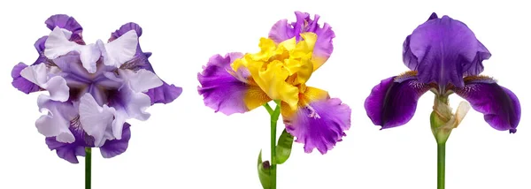 Beyaz Arka Planda Izole Edilmiş Çok Renkli Süsen Çiçekleri Koleksiyonu — Stok fotoğraf