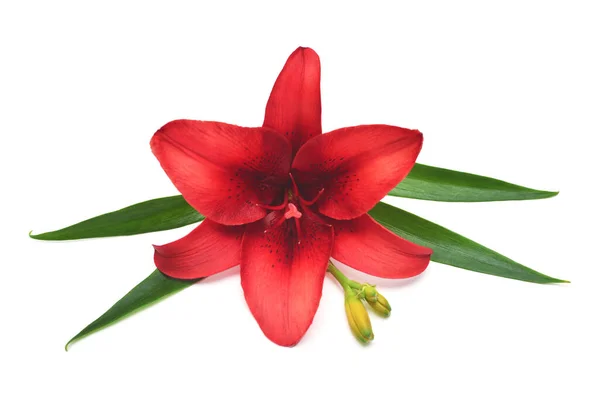 Elegante Hermosa Composición Floral Creativa Flor Lirio Rojo Con Brote — Foto de Stock