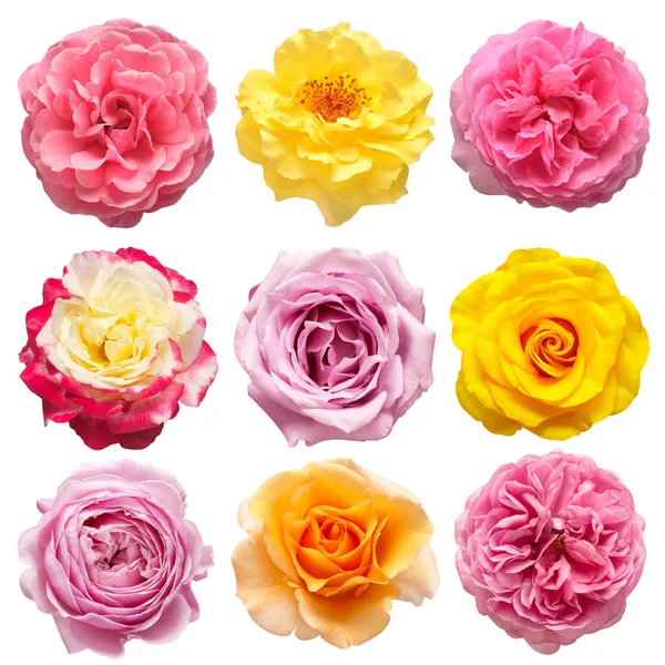 Collection Fleurs Multicolores Tête Roses Isolées Sur Fond Blanc Couché — Photo