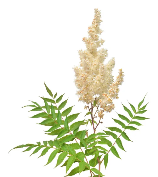 Ramo Florescente Criativo Sorbaria Sorbifolia Com Folhas Isoladas Fundo Branco — Fotografia de Stock