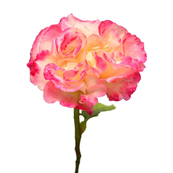 Elegante Rosa Gelbe Rose Vereinzelt Auf Weißem Hintergrund Schöne Kopfblume — Stockfoto