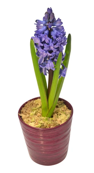 Eerste Lente Blauwe Hyacint Bloem Een Pot Geïsoleerd Een Witte — Stockfoto