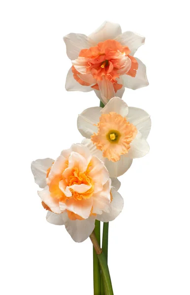 白い背景に孤立した白オレンジ色の水仙の花の花束 フラットレイアウト トップビュー — ストック写真