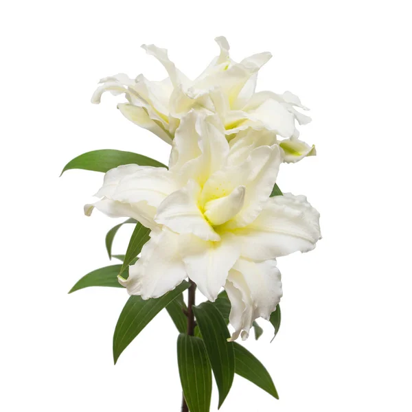 Bouquet Belles Fleurs Lys Blanc Éponge Isolé Sur Fond Blanc — Photo