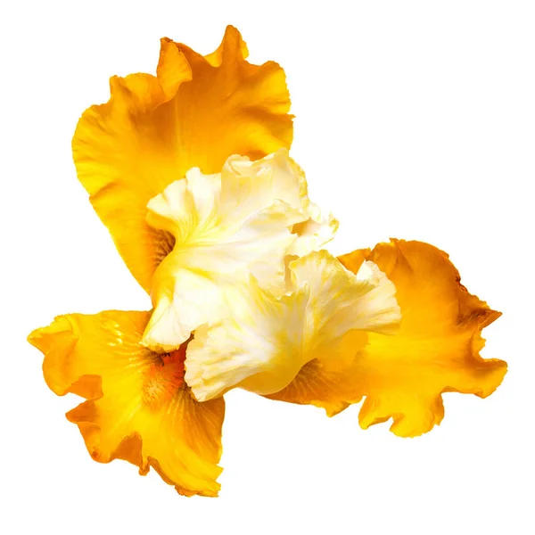 Цветущий Цветок Радужной Оболочки Головы Белом Фоне — стоковое фото