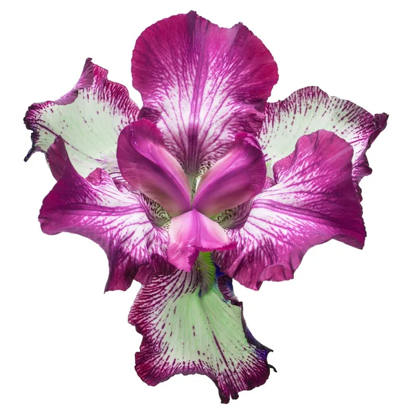 Iris Flores Azules Aislado Sobre Fondo Blanco —  Fotos de Stock