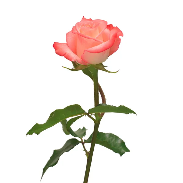 红白的玫瑰花朵在白色的背景上被隔离 婚礼卡片 向你问候夏天 平躺在地上 尽收眼底 情人节 — 图库照片