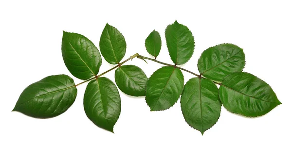 Cabang Mawar Dengan Daun Terisolasi Pada Latar Belakang Putih Letak — Stok Foto