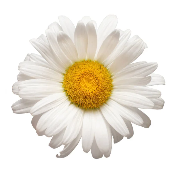 Une Fleur Blanche Tête Marguerite Isolée Sur Fond Blanc Couché — Photo