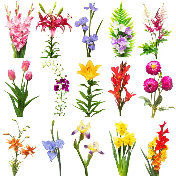 Kollektion Blommor Bukett Gladiolus Iris Påsklilja Dahlia Tulpan Kanna Astilbe — Stockfoto