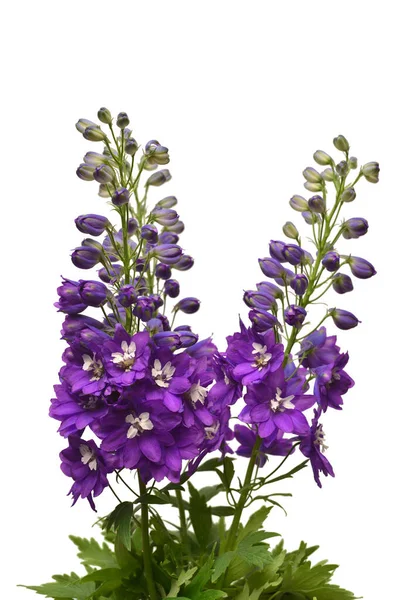 白を基調にした美しい濃紫色のデルフィニウムの花を咲かせます フラットレイアウト トップビュー 花柄オブジェクト 自然概念 — ストック写真
