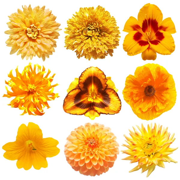 Collection beautiful head gold flowers of poppy, hemerocallis , cucumber, dahlia, chrysanthemum isolated on white background. Beautiful floral delicate composition. Flat lay, top view