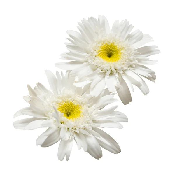 Twee Bloemen Witte Madeliefjes Geïsoleerd Een Witte Achtergrond — Stockfoto