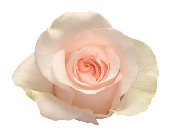 Elegante Rosa Aislada Sobre Fondo Blanco Hermosa Flor Cabeza Primavera — Foto de Stock