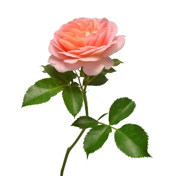 Rosa Arancio Fiore Rosa Isolato Sfondo Bianco Biglietto Nuziale Sposa — Foto Stock