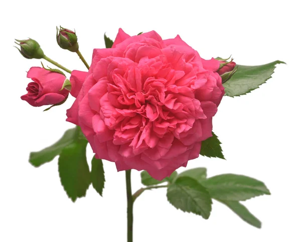 ピンク英語のDavid Austinのバラは白い背景で芽で隔離されました マクロフラワー 結婚式のカード花嫁 挨拶だ フラットレイアウト トップビュー バレンタインデー — ストック写真