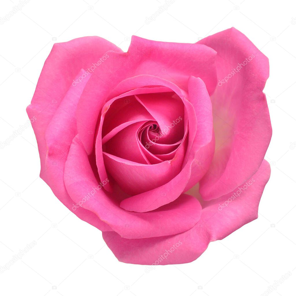 Pink rose head flower isolated on white background. Wedding card, bride. Greeting. Summer. Spring. Flat lay, top view. Love. Valentine's Day