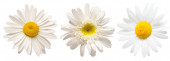 Kolekce bílé sedmikrásky hlava květiny izolované na bílém pozadí. Lékařský heřmánek. Plocha, výhled shora. Květinový vzor, objekt