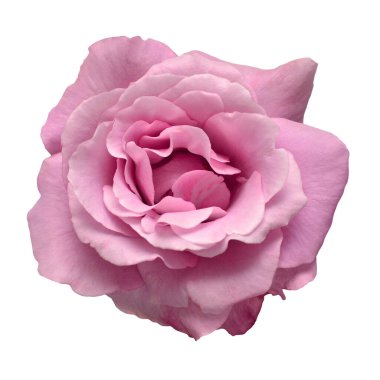 Beyaz arka planda izole edilmiş zarif mor bir gül. Güzel baş çiçeği. Bahar, yaz. Bahçe dekorasyonu, peyzaj. Çiçek aranjmanı