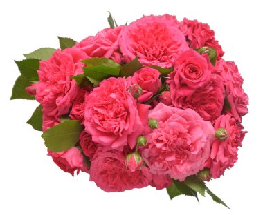 David Austin 'in buket pembe İngiliz gülü beyaz arka planda izole edilmiş. Macro çiçeği. Düğün kartı, gelin. Selamlar. Yaz. Bahar. Düz yerde, üst tarafta. Sevgi. Sevgililer Günü