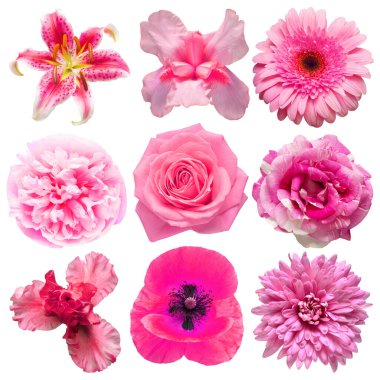 Yıldız çiçekleri, gül, papatya, zambak, gerbera, kasımpatı, iris, beyaz arka planda yalıtılmış şakayık. Çiçeklerin narin kompozisyonu çok güzel. Düz yatış, üst görünüm