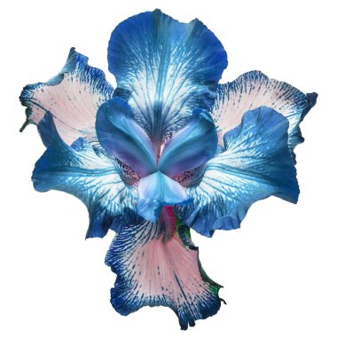 Mavi çiçekler beyaz arkaplanda izole edilmiş.