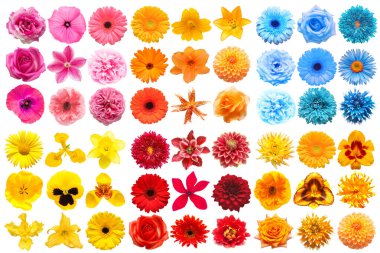 Turuncu, sarı, pembe, mavi ve kırmızı renkli çeşitli baş çiçeklerinden oluşan büyük bir koleksiyon beyaz arka planda izole edilmiş. Mükemmel bir rötuşlama, fotoğrafın tam derinliği. Üst manzara, düz uzanma