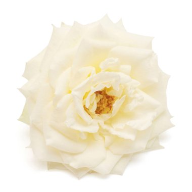 Beyaz arka planda yalıtılmış zarif beyaz gül başlı çiçek. Düğün kartı, gelin. Selamlar. Yaz. Bahar. Düz yerde, üst tarafta. Sevgi. Sevgililer Günü