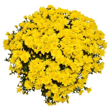 Kasımpatı, multiflora çiçeği sarısı, beyaz arka planda izole edilmiş. Düz yatış, üst görünüm