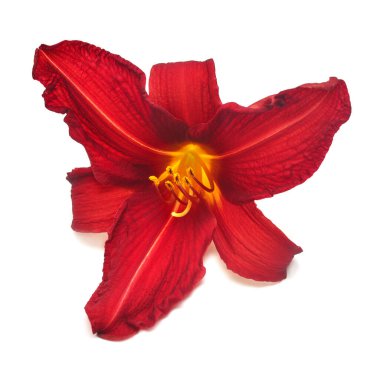Kırmızı çiçek hemerocallis beyaz arka planda günlük olarak izole