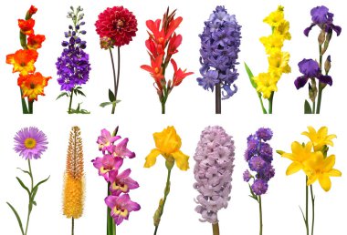 Gladiolus, Delphinium, eremurus, aster, sümbül, sümbül, zambak bahar koleksiyonu beyaz arka planda izole edilemez.