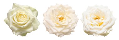 Toplanan beyaz çiçekler beyaz arka planda izole edilmiş güller. Düz yatış, üst görünüm