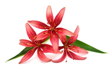 Zarif ve güzel yaratıcı çiçek kompozisyonu. Beyaz arka planda izole edilmiş pembe zambak koleksiyonu. Buket, yaz, bahar, bahçe